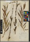 Foto von Salix acutifolia Willd.
